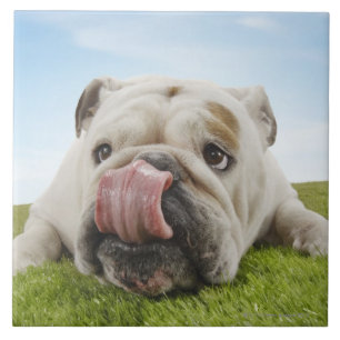 Bulldogge, die auf dem Gras leckt Lippen liegt Fliese