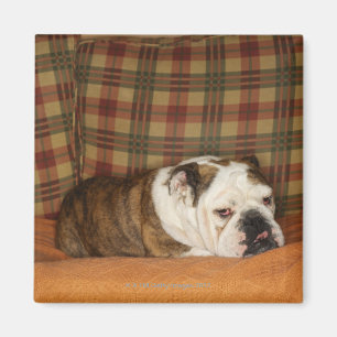 Bulldogge, die auf einem Sofa liegt Magnet