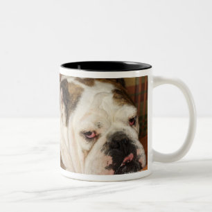 Bulldogge, die auf einem Sofa liegt Zweifarbige Tasse