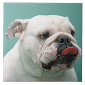 Bulldogge Fliese (Vorderseite)