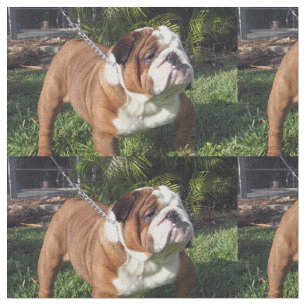 Bulldogge full.png stoff