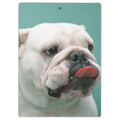 Bulldogge Klemmbrett (Rückseite)