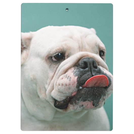 Bulldogge Klemmbrett (Rückseite)