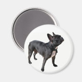 Bulldogge Magnet (Vorderseite/Rückseite)