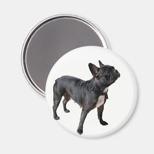 Bulldogge Magnet (Vorderseite/Rückseite)