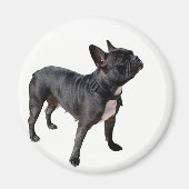 Bulldogge Magnet (Vorne)