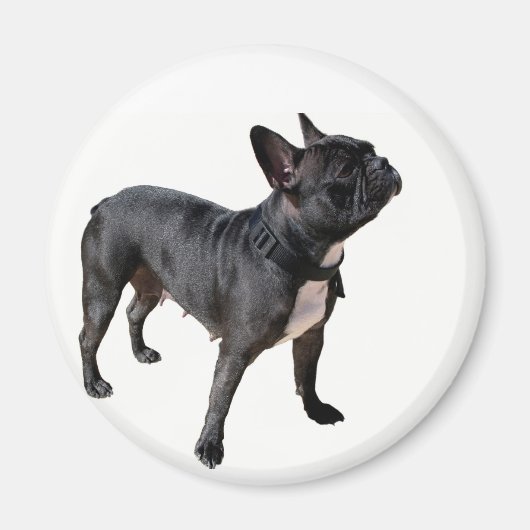 Bulldogge Magnet (Vorne)
