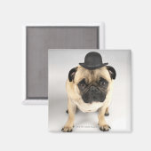 Bulldogge mit Bowler, Studioaufnahme Magnet (Vorderseite/Rückseite)