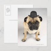 Bulldogge mit Bowler, Studioaufnahme Postkarte (Vorne/Hinten)