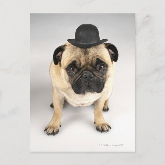 Bulldogge mit Bowler, Studioaufnahme Postkarte (Vorderseite)