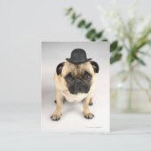 Bulldogge mit Bowler, Studioaufnahme Postkarte (Stehend Vorderseite)