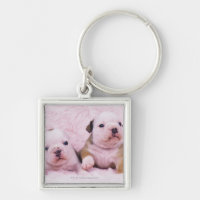 Bulldogge; nannte häufig die englische Bulldogge.