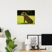 Bulldogge Poster (Heimbüro)