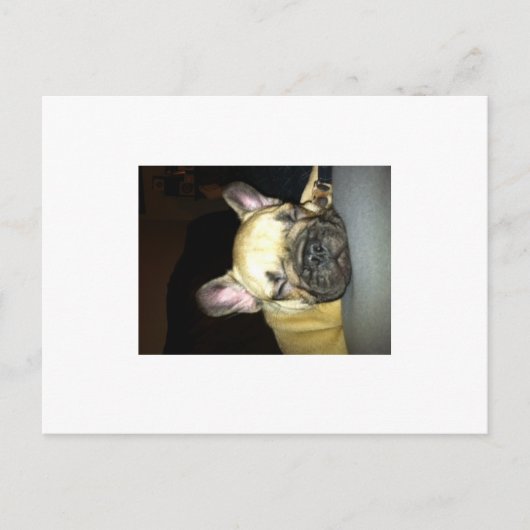 Bulldogge Postkarte (Vorderseite)