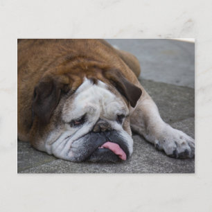 Bulldogge Postkarte