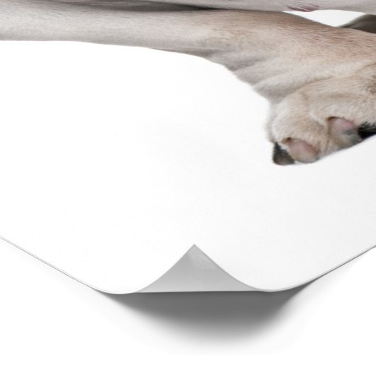 Bulldogge, sitzend poster (Ecke)