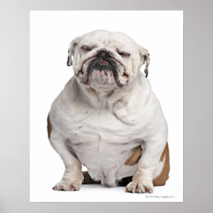 Bulldogge, sitzend poster