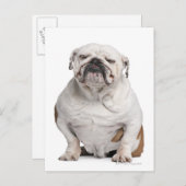 Bulldogge, sitzend postkarte (Vorne/Hinten)