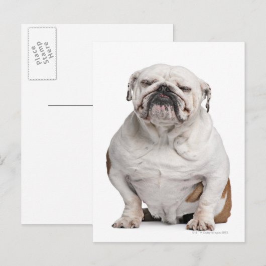 Bulldogge, sitzend postkarte (Vorne/Hinten)