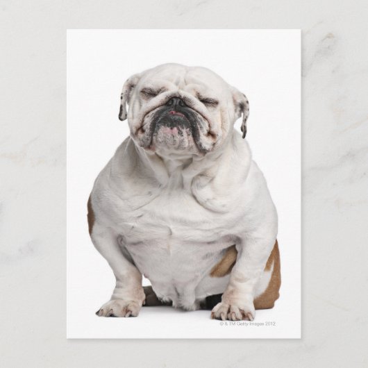 Bulldogge, sitzend postkarte (Vorderseite)