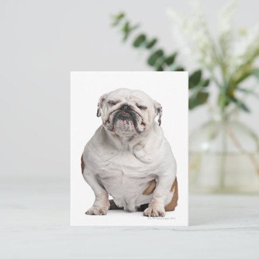 Bulldogge, sitzend postkarte (Stehend Vorderseite)