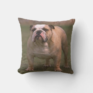 Bulldogge und weiß voll kissen