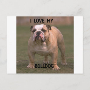 Bulldogge und weiße Liebe Postkarte