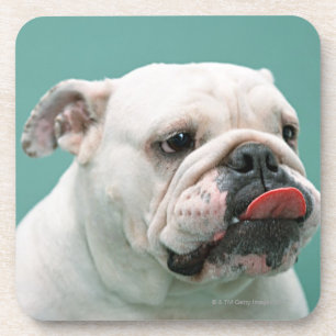 Bulldogge Untersetzer