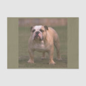 Bulldogge voll 2 seidenpapier (Vorderseite)