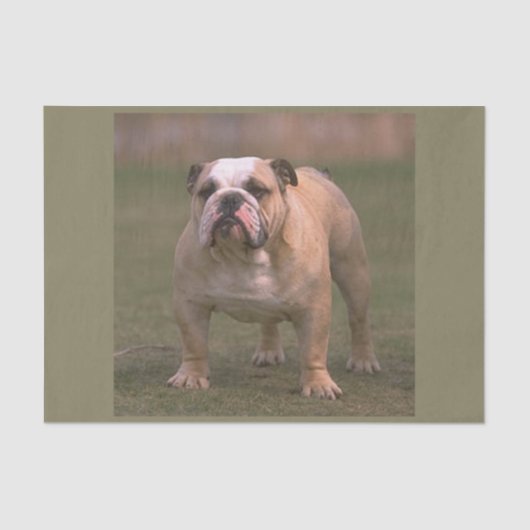 Bulldogge voll 2 seidenpapier (Vorderseite)