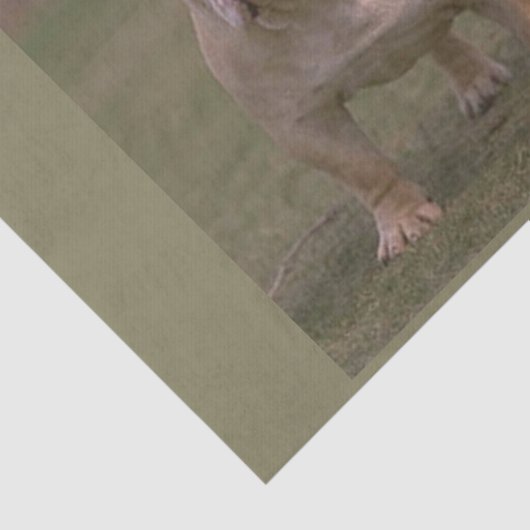 Bulldogge voll 2 seidenpapier (Ausschnitt)