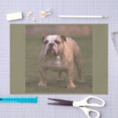 Bulldogge voll 2 seidenpapier (Handwerk)