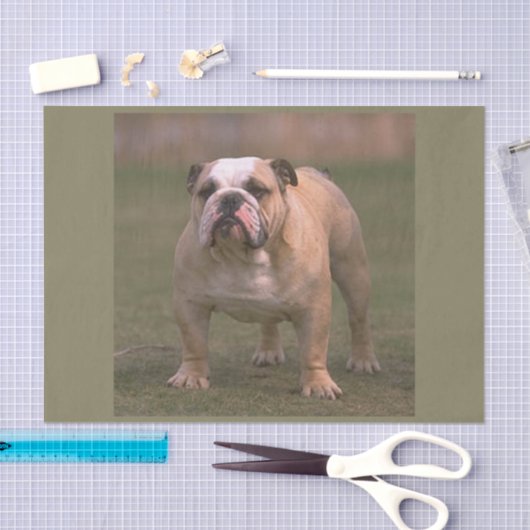 Bulldogge voll 2 seidenpapier (Handwerk)