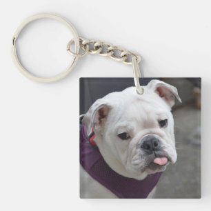 Bulldoggen-Hänselei Schlüsselanhänger