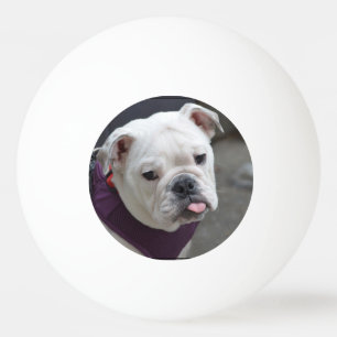 Bulldoggen-Hänselei Tischtennisball