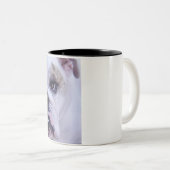 Bulldoggen-Kaffee-Tasse Zweifarbige Tasse (VorderseiteRechts)