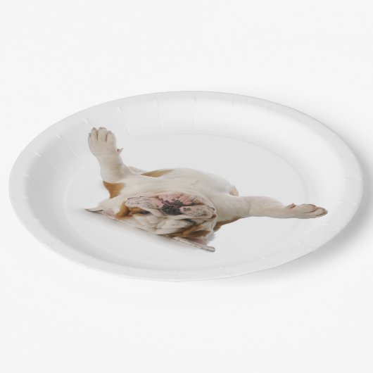 Bulldoggen-Teller nach oben Pappteller (Schrägansicht)