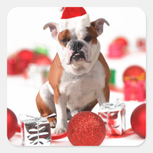 Bulldoggen-WeihnachtsGeschenkboxen verzieren rote Quadratischer Aufkleber