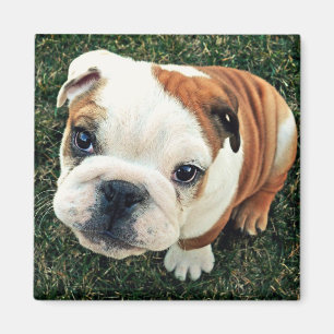 Bulldoggen-Welpe Magnet