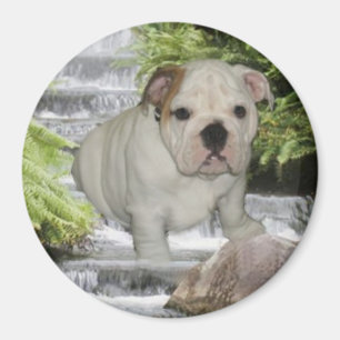 Bulldoggen-Welpen-Magnet-Wasserfall Magnet