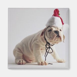 Bulldoggen-Welpen-tragende Weihnachtsmannmütze Magnet