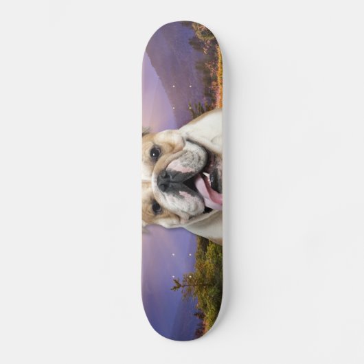 Bulldoggen-Wiese Skateboard (Vorderseite)