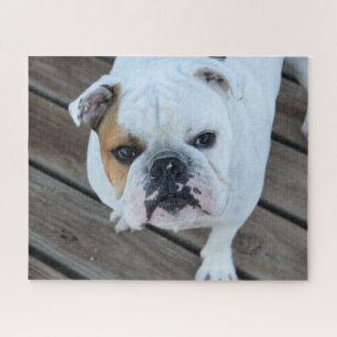 Bulldoggengesicht puzzle