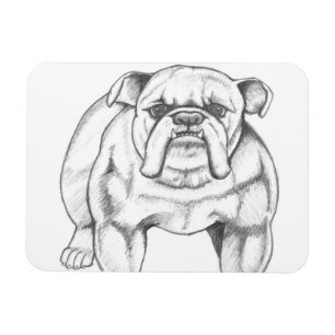 Bulldoggenmagnet Magnet