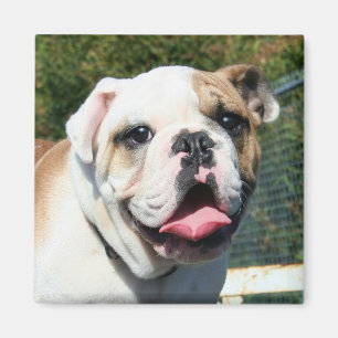 Bulldoggenmagnet Magnet