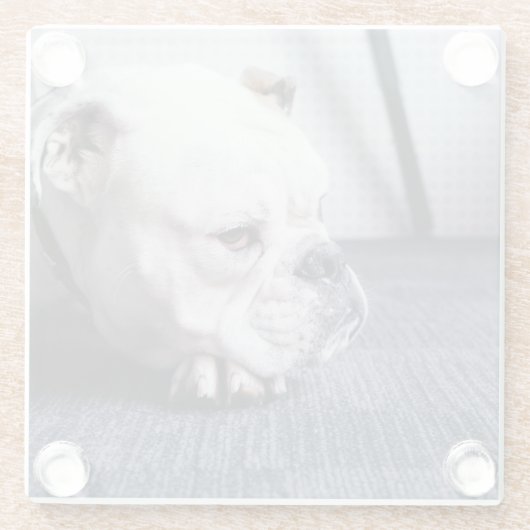 Bulldogin Glasuntersetzer (Rückseite)