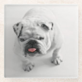 Bulldogin Glasuntersetzer (Vorderseite)