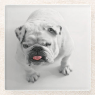 Bulldogin Glasuntersetzer