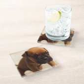 Bulldogin Glasuntersetzer (Schrägansicht)