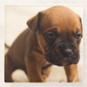 Bulldogin Glasuntersetzer